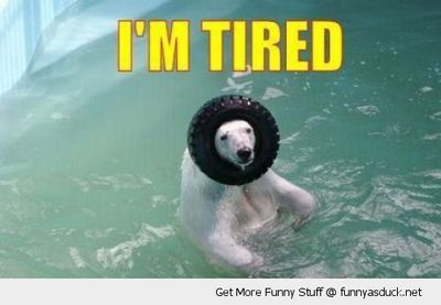 funny-polar-bear-pool-tire-head-im-tired-pun-pics - Copy.jpg