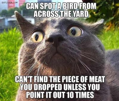 Animal-memes-can-spot-a-bird-from-across-the-yard-520x440 - Copy.jpg
