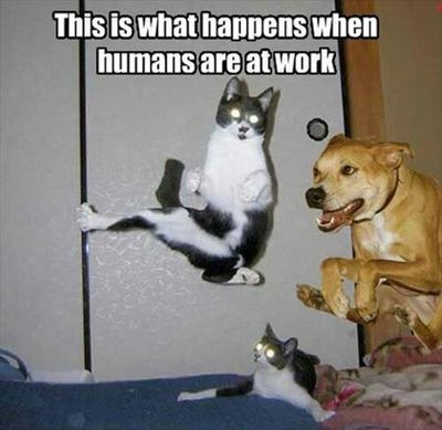 wpid-attack-of-the-funny-animal-pictures-dumpaday-24 - Copy.jpeg