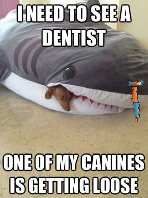 Animal-memes-i-need-to-see-a-dentist - Copy.png