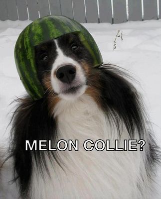 meloncollie - Copy.jpg
