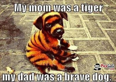 tiger-dog-meme-funny - Copy.jpg