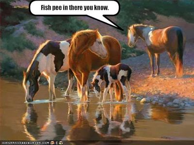 animal-funny-funny-horse-pictures-with-captions-3-50-funny-horse-pictures-with-captions - Copy.jpg