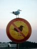 bird sign.jpg