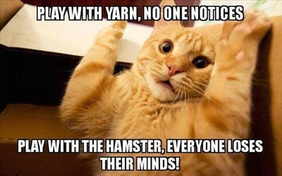 cat-plays-with-yarn.jpg