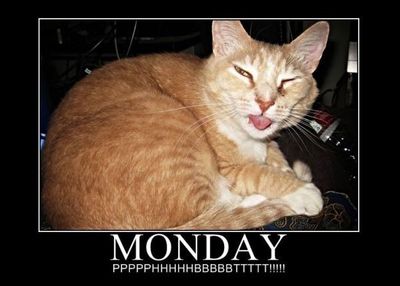Monday_Cat.jpg