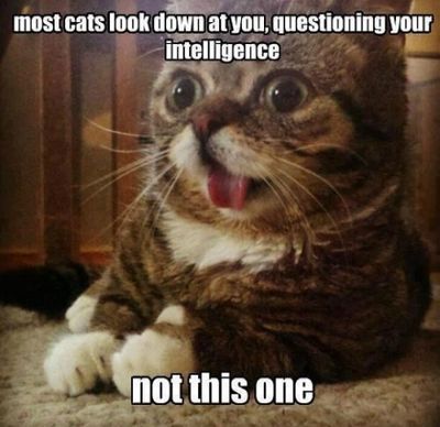 funny-cat-meme-look-down-questioning-your-intelligence.jpg