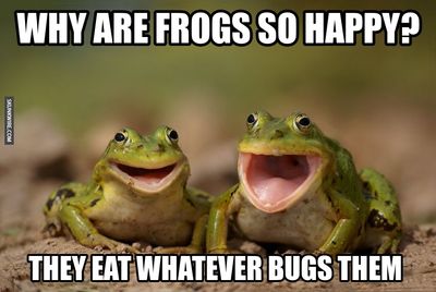 why-frogs-are-happy.jpg