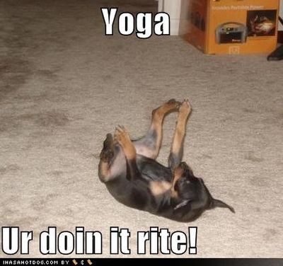 funny-dog-pictures-yoga.jpg