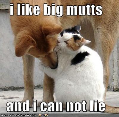 Funny-Dog-with-the-cats-quote-saying-funny-picture.jpg