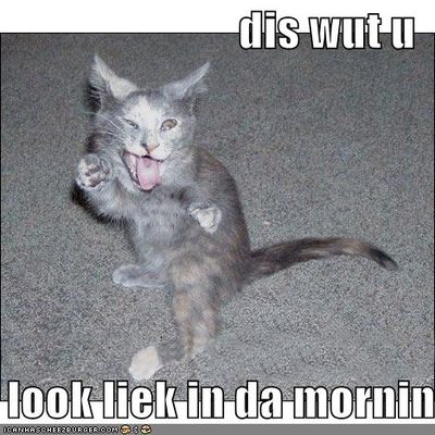 funny-pictures-morning-mocking-cat.jpg