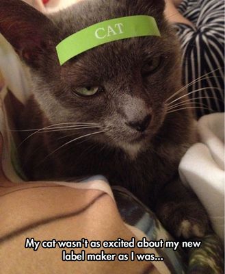 funny-cat-forehead-label-angry.jpg