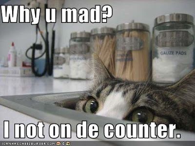 funny-pictures-cat-wonders-why-you-are-mad.jpg