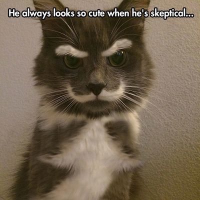 funny-cat-fur-mustache-eyebrows-face.jpg