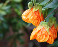 Blooming Chinese Lantern Flowers pictures.PNG