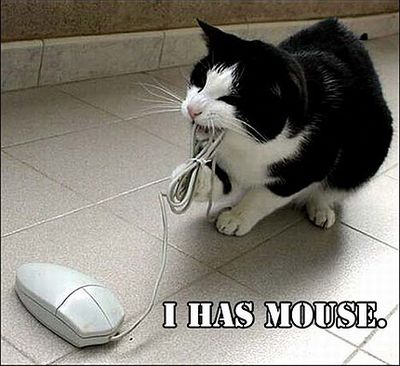 funny-cat-and-computer-mouse-01.jpg