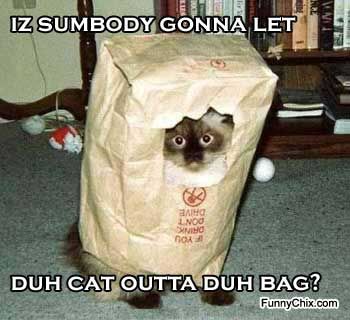 funny-pictures-cat-bag.jpg
