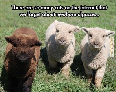 animal-memes-baby-alpacas.jpg