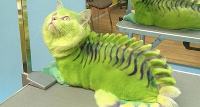 green-cat-caterpillar.jpg
