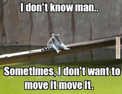 Animal-memes-sometimes-i-dont-want-to-move-it.jpg