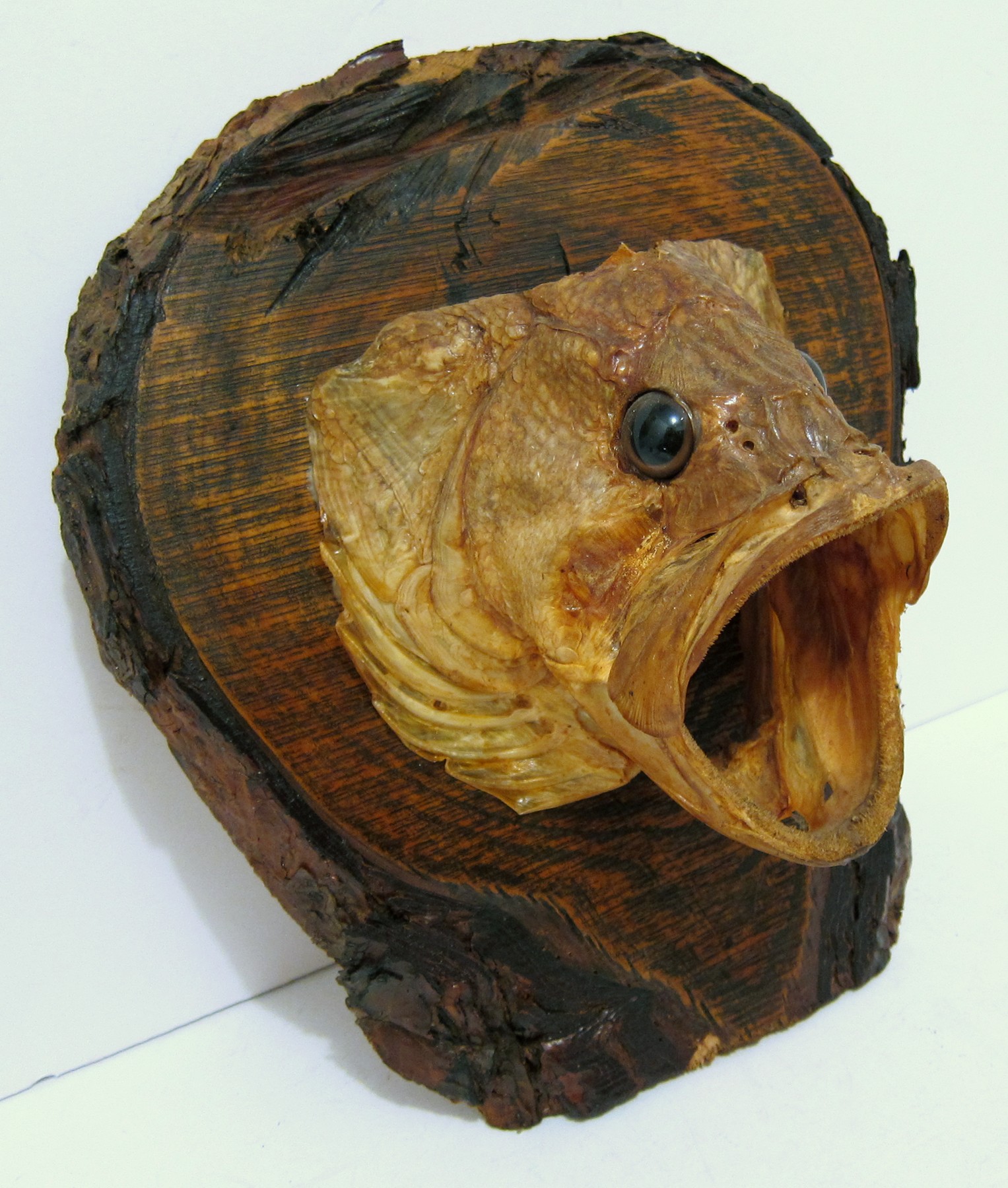 FISH HEAD (3).JPG