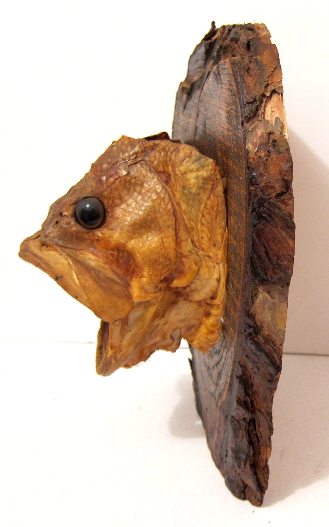 FISH HEAD (1).JPG