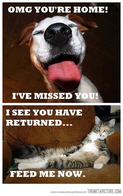 funny-dog-vs-cat-emotions.jpg