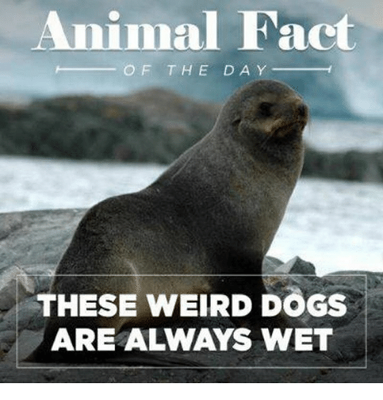 animal-fact-of-the-day-these-weird-dogs-are-always-1392518.png