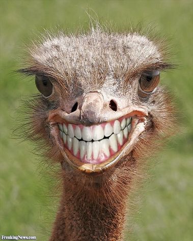 Smiling-Ostrich-Funny-Closeup-Face.jpg