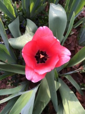 red tulip.jpg
