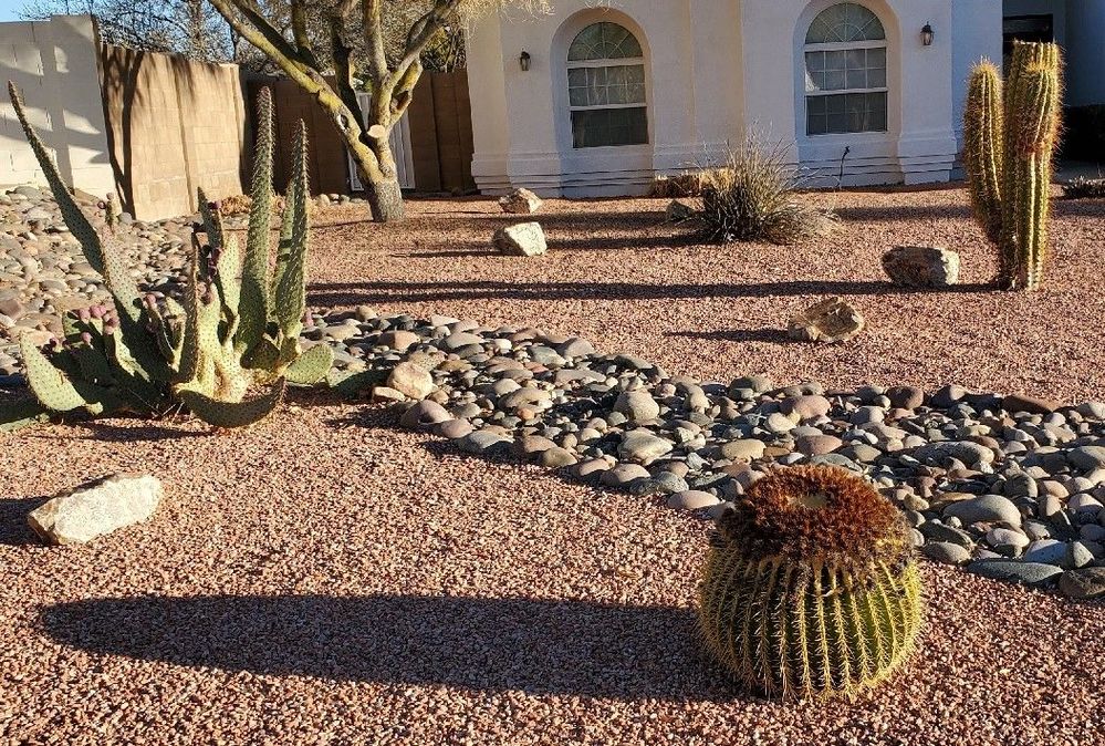 cactus resize.jpg