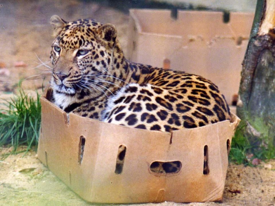 leopard-in-box-43739.jpg
