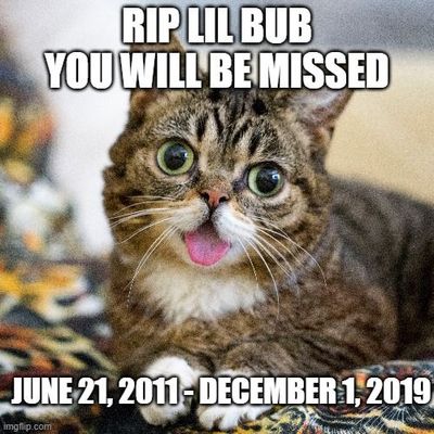 RIP Lil Bub.jpg