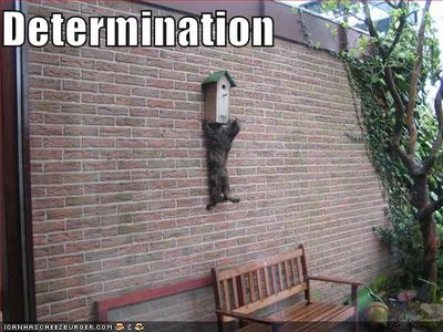 determination - Copy.jpg
