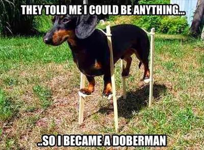Funny-Dog-Pic-Doberman - Copy.jpg