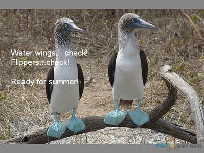 Funny-Animals-Water-wings-check-Flippers-check-Ready-for-Summer - Copy.jpg