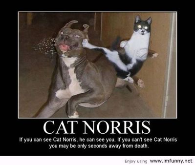 funny-cat-pictures-quotes-cat-norris-48104 - Copy.jpg