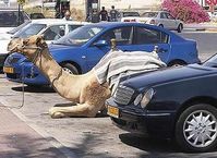 camel car.jpg