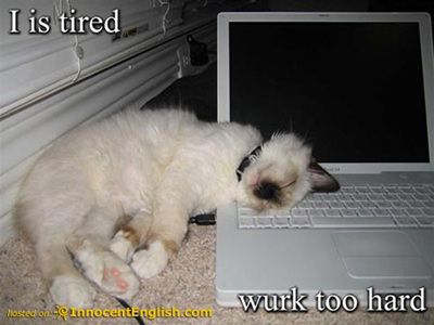 funny-cat-tired-of-work - Copy.jpg