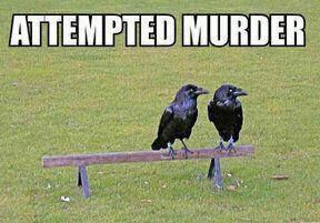 attempted murder - Copy.jpg