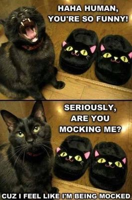 Funny-cat-meme-lol.jpg