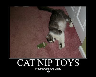 funny-cute-kittens-Collection-of-top-30-funny-cat-pictures-37.jpg