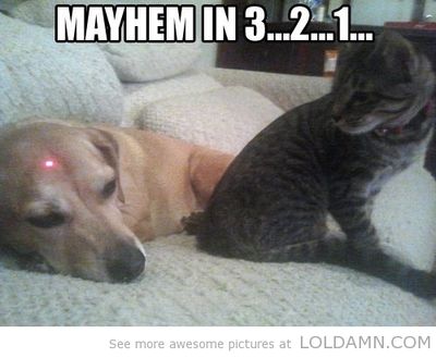 funny-cat-red-dot-laser-pointer-dog.jpg