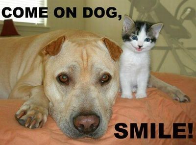 Funny-Cat-Kyttie--Smilling-And-Sad-Dog-.jpg