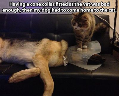 funny-cat-step-dog-collar-cone.jpg