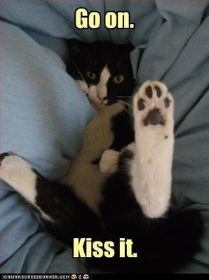 Funny-Cats-animal-humor-17386140-382-512.jpg
