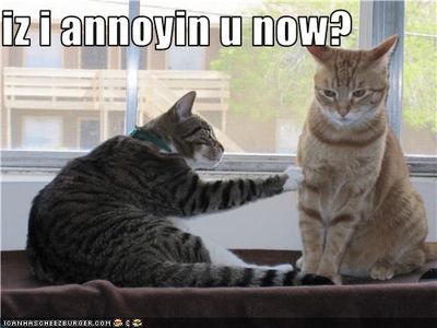 funny-pictures-cat-is-annoying.jpg
