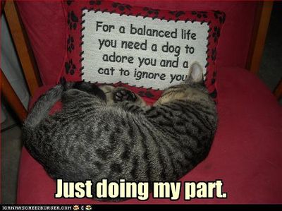 funny-pictures-cat-dutifully-ignores-you.jpg