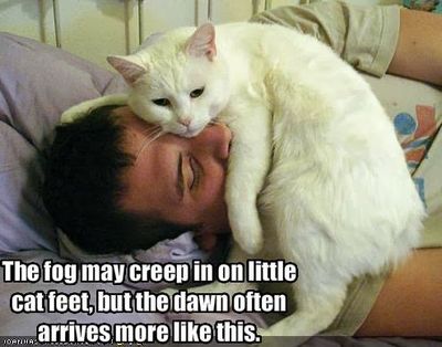 funny cat pictures with captions (5).jpg