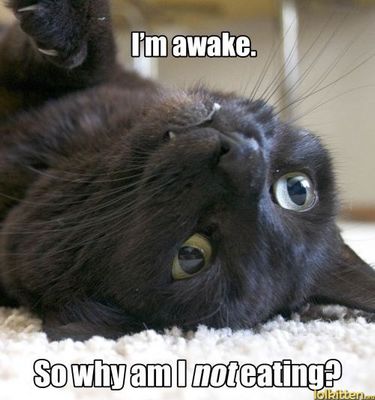 funny-cat-pictures-lolcats-im-awake.jpg